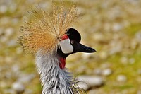 Black crowned crane bird. Free public domain CC0 image.