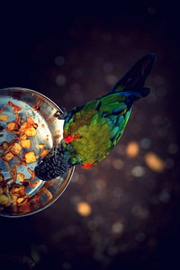 Parrot eating from bowl. Free public domain CC0 image.