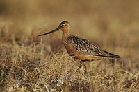 Long billed dowitcher, bird photography. Free public domain CC0 image.