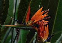 Bird of paradise. Free public domain CC0 image.