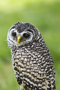 Rufous legged owl looking back. Free public domain CC0 image.
