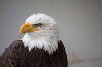 Bald eagle, American bird of prey. Free public domain CC0 image.