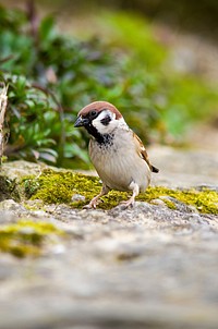 Small Sparrow bird. Free public domain CC0 image.