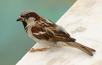 Sparrow bird close up. Free public domain CC0 image.