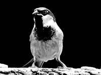 Bird in black and white, animal photography. Free public domain CC0 image.