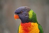 Rainbow Lorikeet bird, animal photography. Free public domain CC0 image.