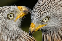 Red kite, bird of prey. Free public domain CC0 image.