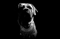 Bulldog in black and white. Free public domain CC0 photo.