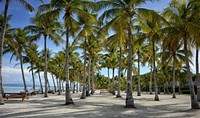 Palm tree, nature background. Free public domain CC0 photo.