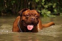 Brown dog walking in water. Free public domain CC0 photo.