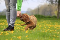 Brown dog smelling woman's hand. Free public domain CC0 photo.