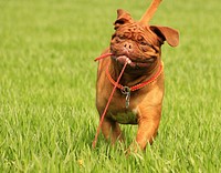 Brown dog walking on grass field. Free public domain CC0 photo.