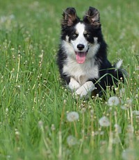 Black & white dog running on grass. Free public domain CC0 photo.