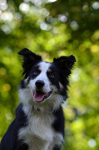 Border collie dog in a park. Free public domain CC0 photo.