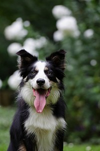 Border collie dog in a park. Free public domain CC0 photo.