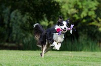 Black & white dog playing on grass. Free public domain CC0 photo.