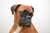 Brown bulldog face on white background. Free public domain CC0 photo.