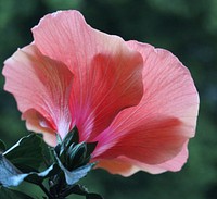 Red hibiscus. Free public domain CC0 image.