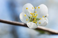 White cherry blossom background. Free public domain CC0 image.