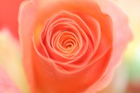 Orange rose background. Free public domain CC0 image.