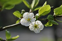 Plum blossom background. Free public domain CC0 image.