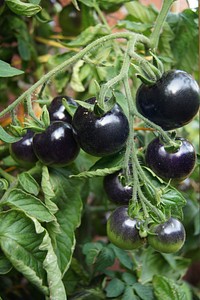 Closeup on black tomatoes on plant. Free public domain CC0 image.
