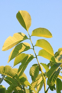 Green leaves. Free public domain CC0 image.