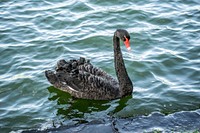 Beautiful black swan swimming alone. Free public domain CC0 photo.