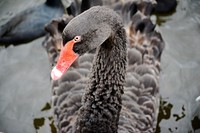 Beautiful black swan swimming alone. Free public domain CC0 photo.