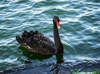 Beautiful black swan swimming alone. Free public domain CC0 photo.