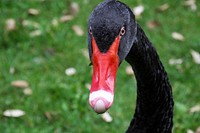 Black swan face close up. Free public domain CC0 photo.