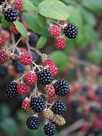Closeup on blackberry fruit on bush. Free public domain CC0 photo.