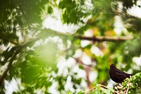 Common blackbird, animal photo. Free public domain CC0 image.