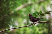 Common blackbird, animal photo. Free public domain CC0 image.