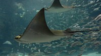 Stingrays swimming with other fishes. Free public domain CC0 image.