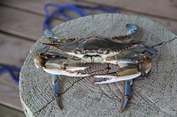 Crab on chopping board. Free public domain CC0 photo.