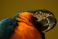 Cute Macaw bird photo. Free public domain CC0 image.