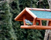 Eurasian blue tit bird. Free public domain CC0 image.