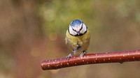 Eurasian blue tit bird. Free public domain CC0 image.