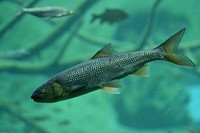 Rutilus meidingerii fish closeup. Free public domain CC0 photo.