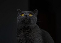 British shorthair black cat image, free public domain CC0 photo.