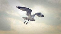 Seagull flying in the sky with cloudy background