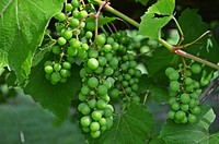 Closeup on green grape plant. Free public domain CC0 photo.