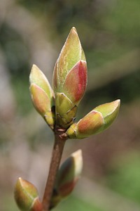 Flower bud. Free public domain CC0 image.