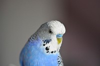 Cute parakeet pet bird. Free public domain CC0 image.