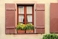 Yellow flower by a window. Free public domain CC0 photo.