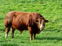 Nature cow & bull in the nature. Free public domain CC0 photo