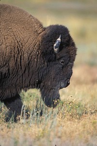 Buffalo, animal photo. Free public domain CC0 image.