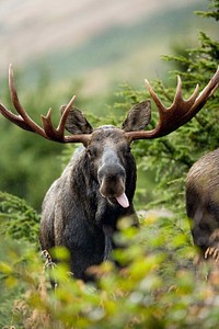 Moose standing in the field. Free public domain CC0 photo.