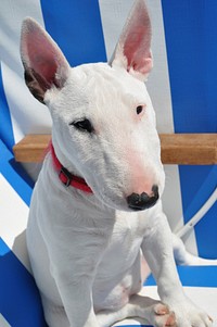 White dog sitting on beach bench. Free public domain CC0 photo.